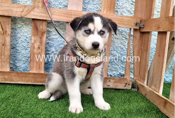 --husky-385_2
