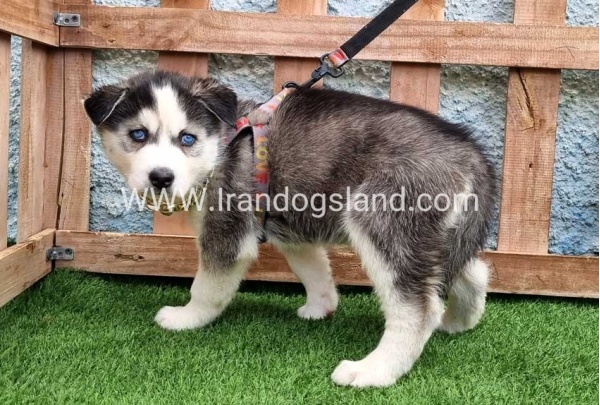 --husky-385_3