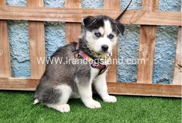 --husky-385_4