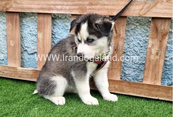--husky-385_5