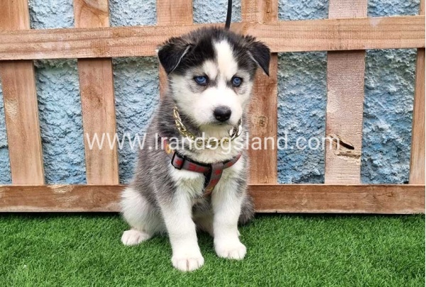 --husky-385_6