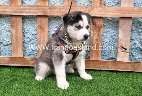 --husky-385_8