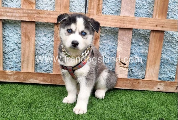 --husky-385_9