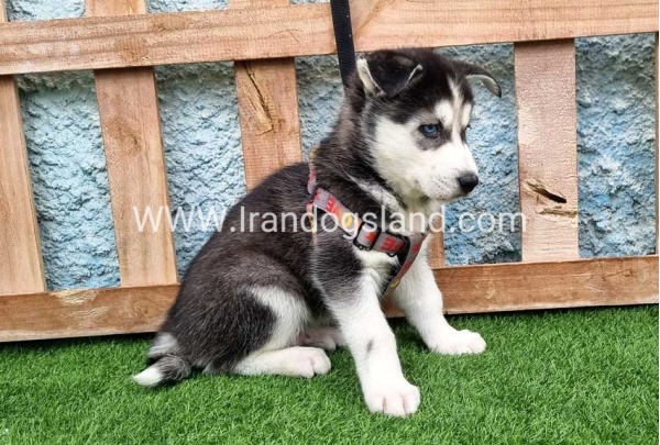 --husky-386_1