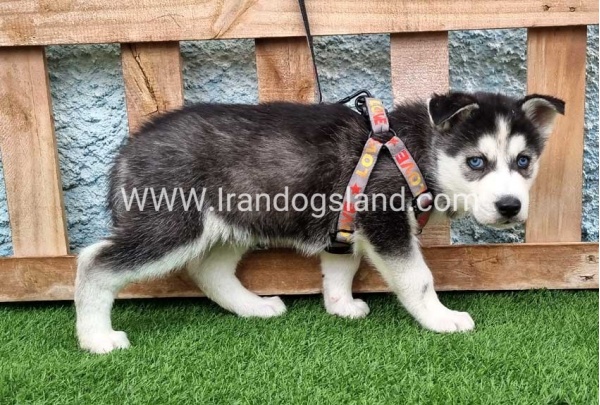 --husky-386_2
