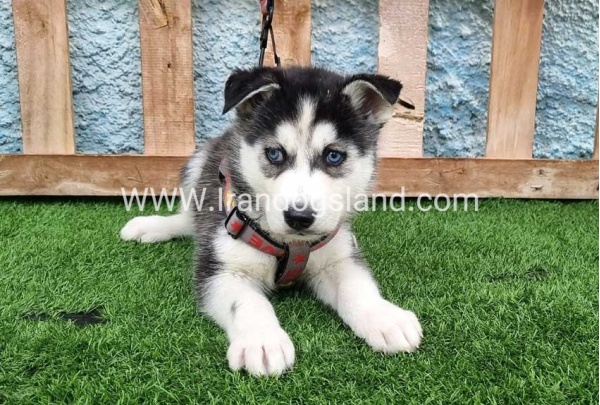 --husky-386_3