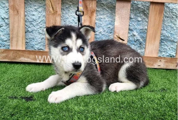 --husky-386_4