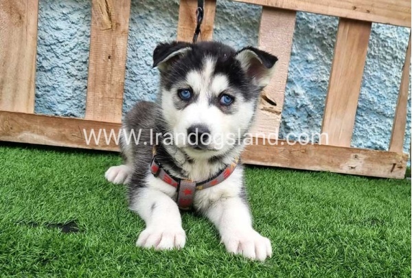 --husky-386_5