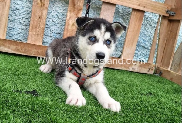 --husky-386_6