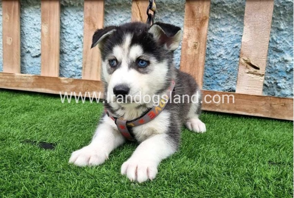 --husky-386_7