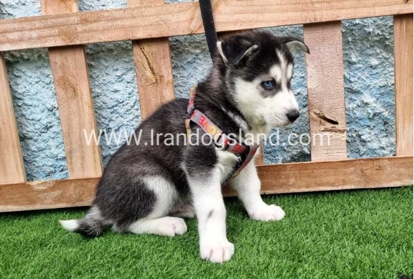 --husky-386_8