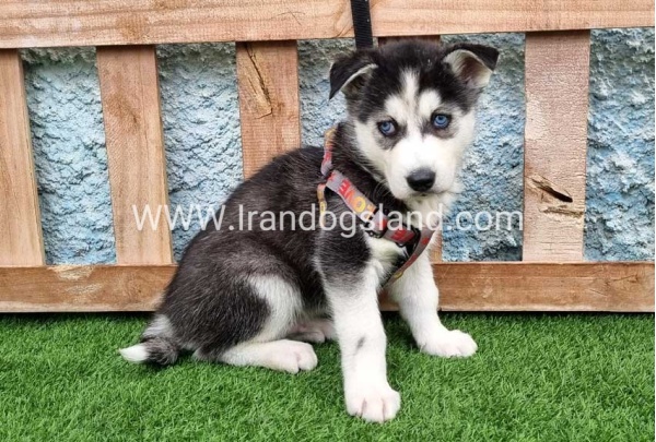 --husky-386_9