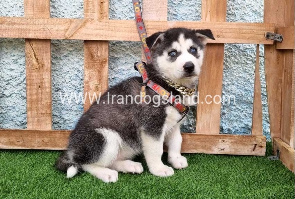 --husky-387_1