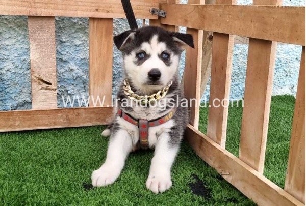 --husky-387_2