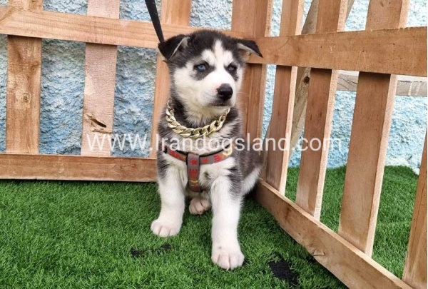 --husky-387_3