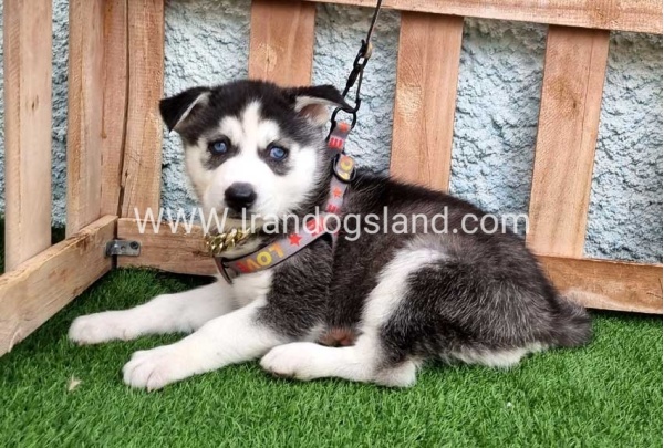 --husky-387_4