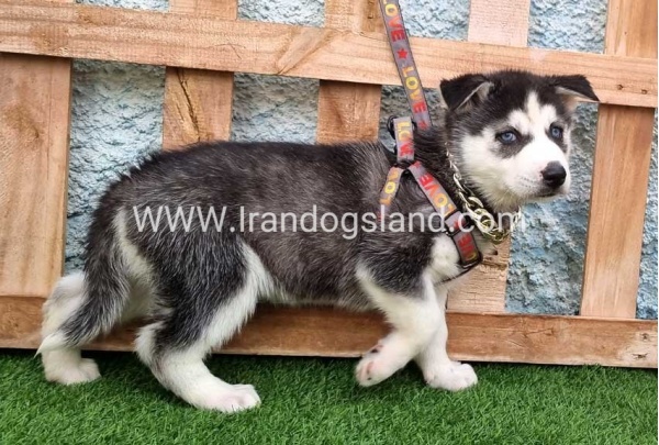 --husky-387_5