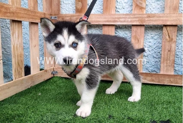 --husky-388_1