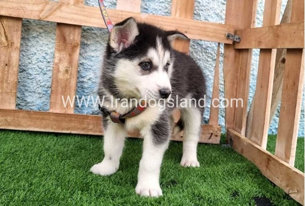 --husky-388_2