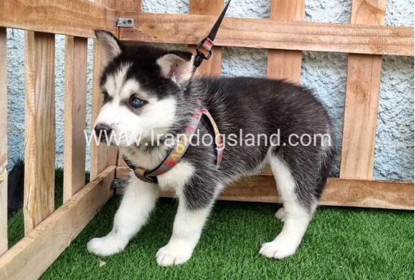 --husky-388_3