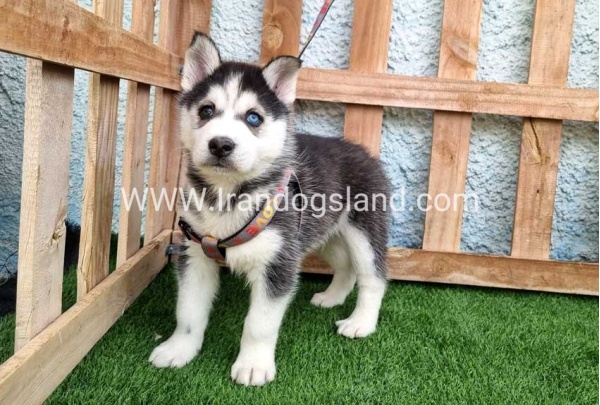 --husky-388_4