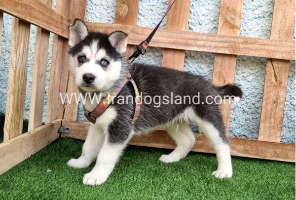 --husky-388_5