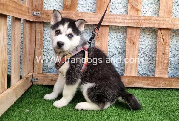 --husky-388_6