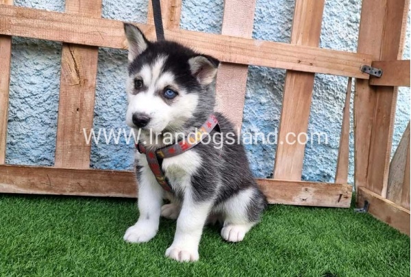 --husky-388_7