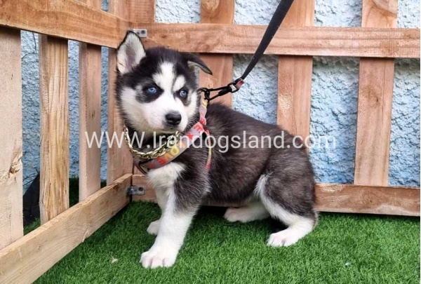 --husky-389_1