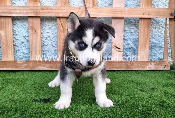 --husky-389_2
