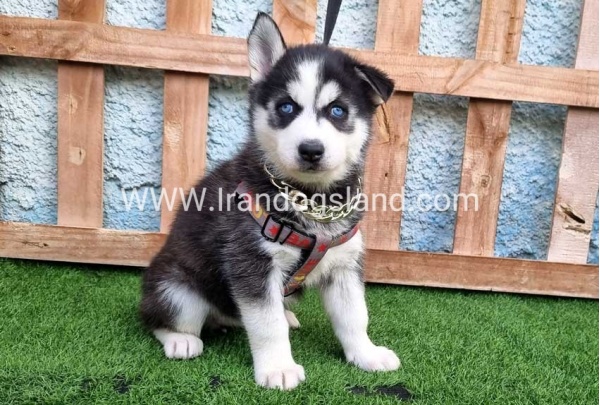 --husky-389_3