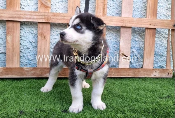 --husky-389_5