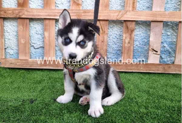 --husky-389_6