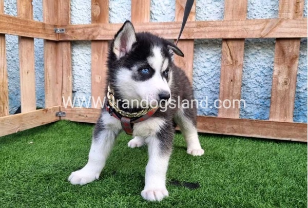 --husky-389_7