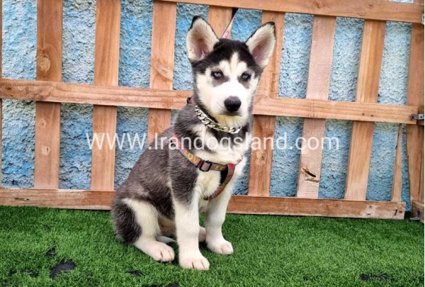 --husky-390_1_1240533193