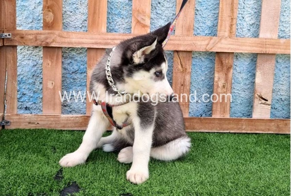 --husky-390_2_527837456