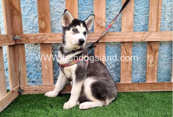 --husky-390_3_646319475