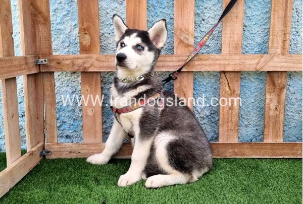 --husky-390_4_1019267062
