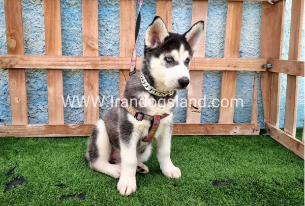 --husky-390_5_223243455