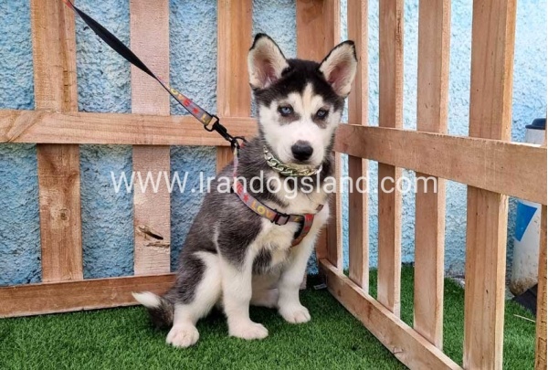 --husky-390_6_1127645374
