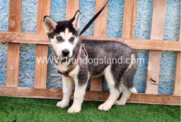 --husky-390_7_1202534787
