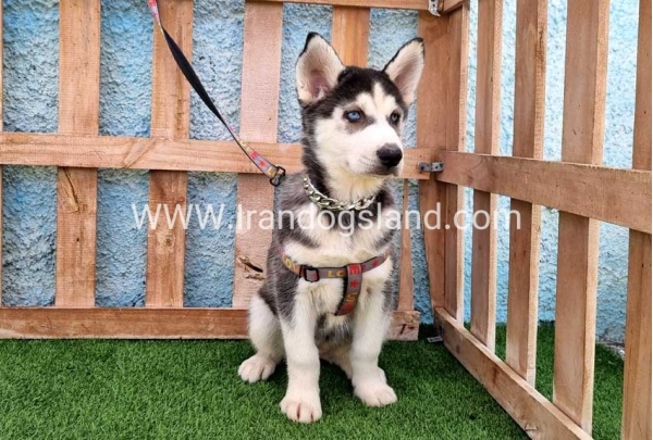 --husky-390_8_304423663