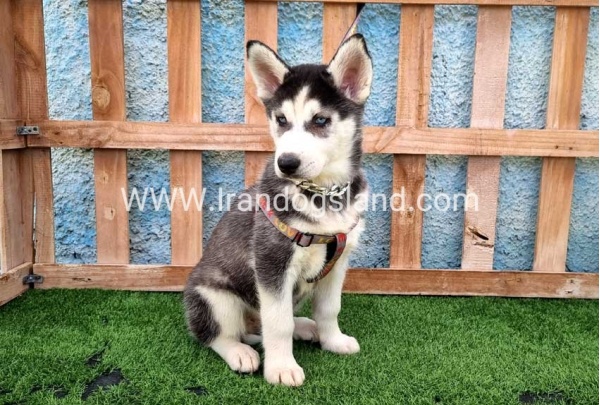 --husky-390_9_417540027