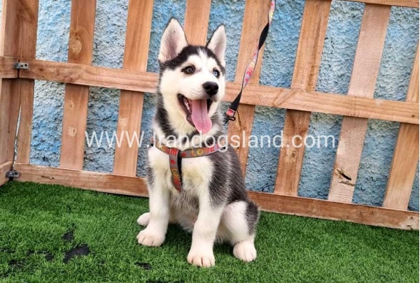 --husky-391_1
