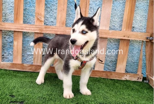 --husky-391_10