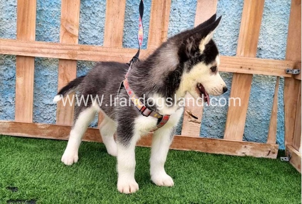 --husky-391_11