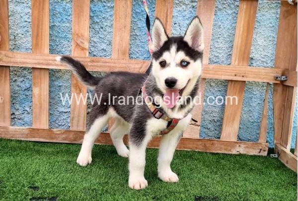 --husky-391_12