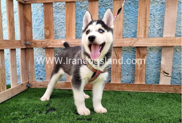 --husky-391_13