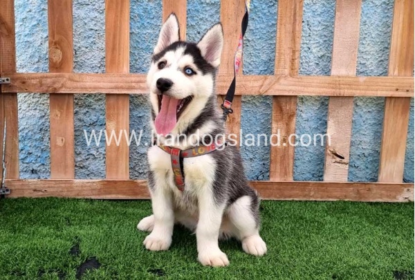 --husky-391_14