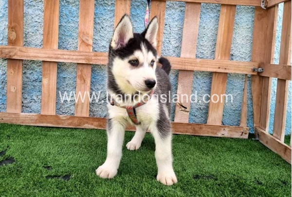 --husky-391_2